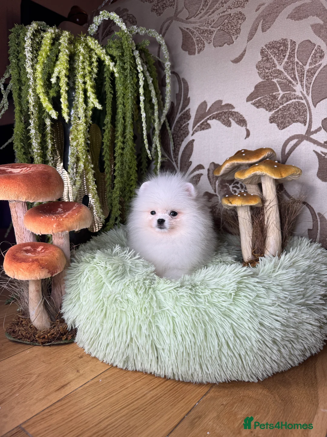 Pomeranian dogs for sale: SUPER ICE WHITE POMERANIAN BOY & GIRL  - Advert 22