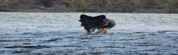 German Shepherd dogs for stud: 2year old Male for stud  - Advert 12