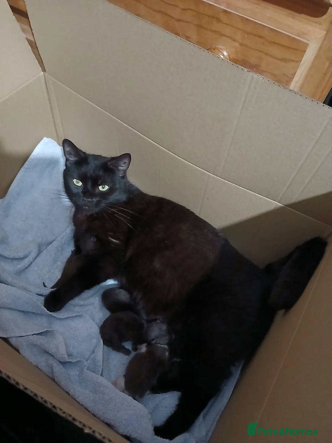 Mixed Breed cats for sale: Kittens  in Lincoln - Advert 1