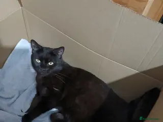 Mixed Breed cats Kittens - Advert 2