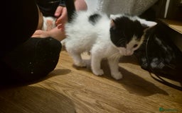 Domestic Shorthair cats for sale: 2 black and white kittens, 1 all black Female - Advert 5