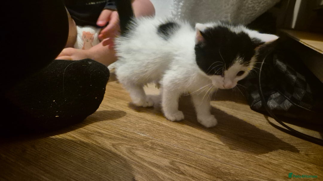 Domestic Shorthair cats for sale: 2 black and white kittens, 1 all black Female - Advert 5