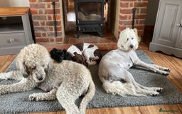 Mixed Breed dogs for sale: St Berdoodle ( St Bernard x Standard poodle) - Image 4