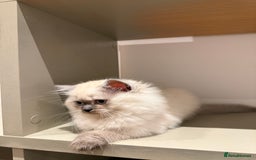 British Longhair cats for sale: British long hair female  - Image 10