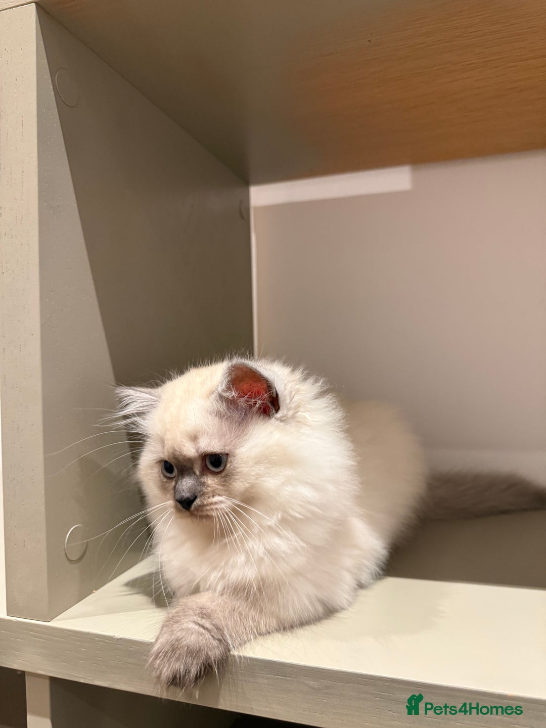 British Longhair cats for sale: British long hair female  - Image 10