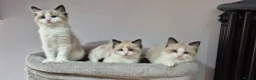 Ragdoll cats for sale: 3 TICA Registered Males for Sale - Advert 3