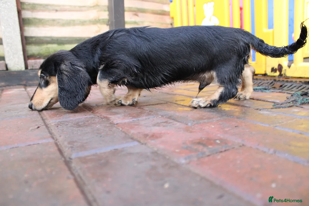Miniature Dachshund dogs for sale: Long hair  - Advert 3