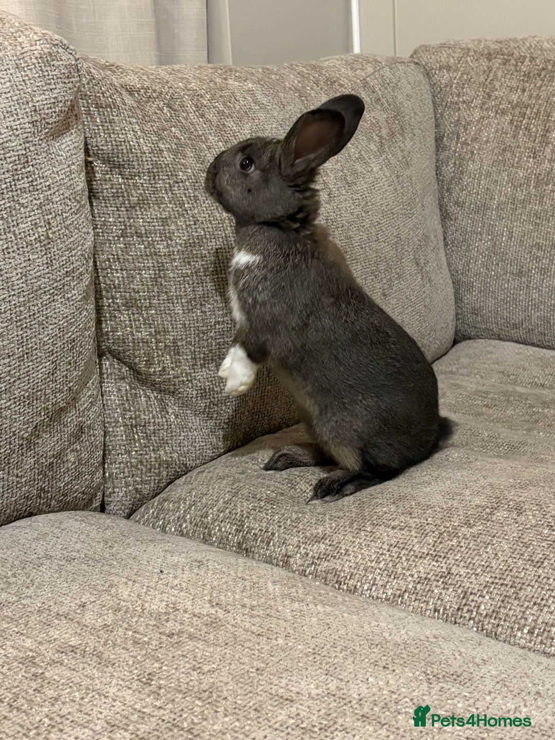 Mixed Breed rabbits for sale: 2X 8 week old bunny’s looking for homes  - Advert 3