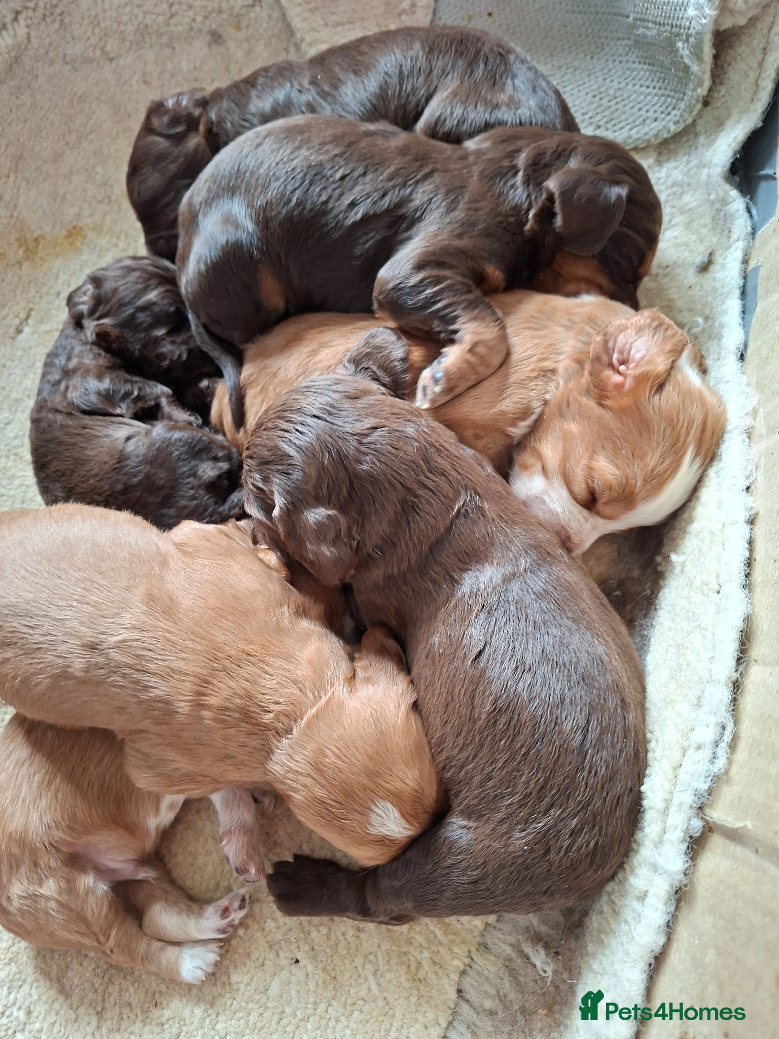 Cocker Spaniel dogs for sale: Cocker spaniel puppies  - Advert 2