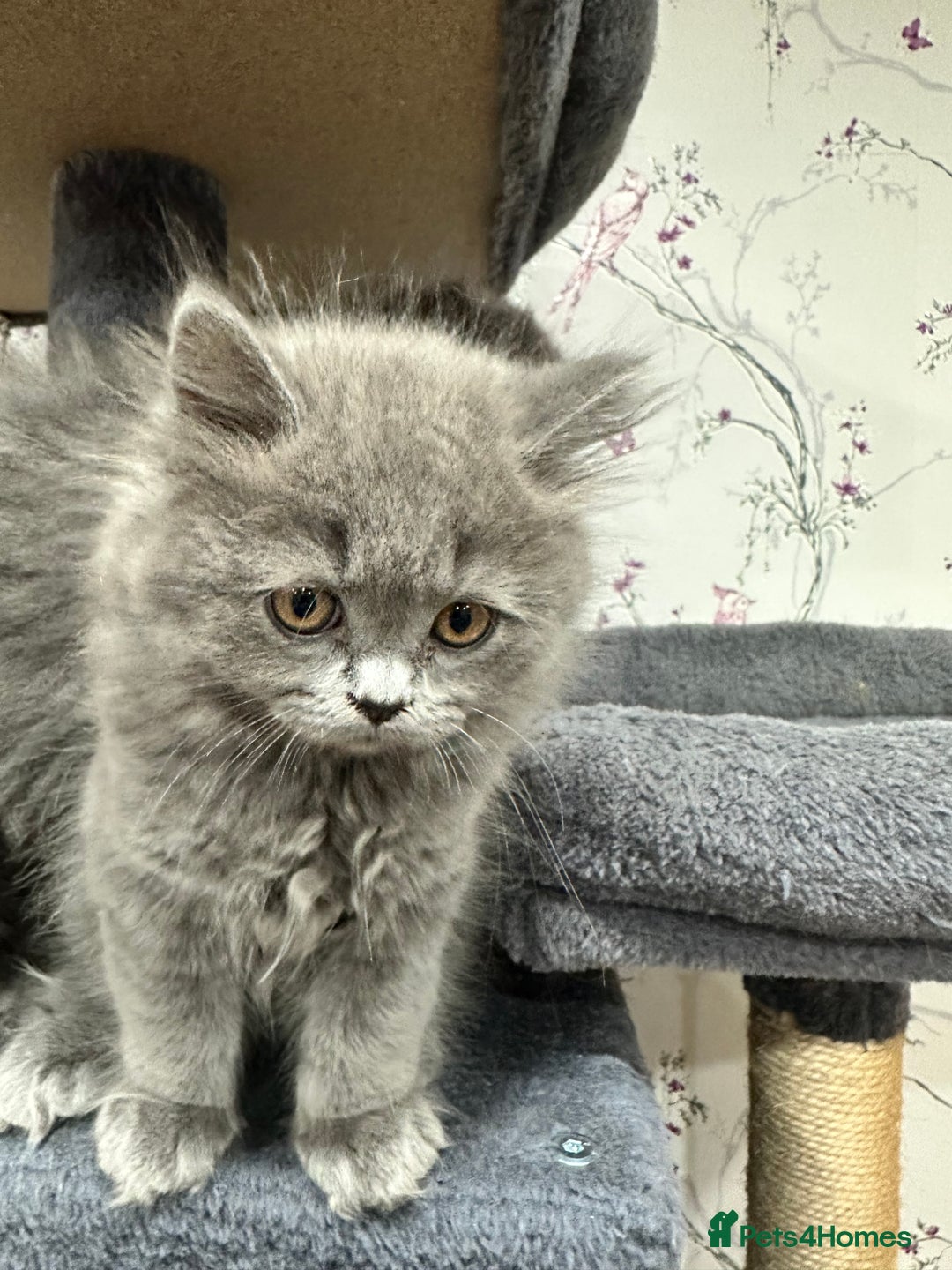 British Shorthair cats for sale: 4 Gorgeous British Blue Kittens  - Image 6