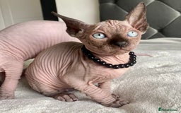 Sphynx cats for sale: Canadian sphinx kittens blue eyes girls  - Image 26