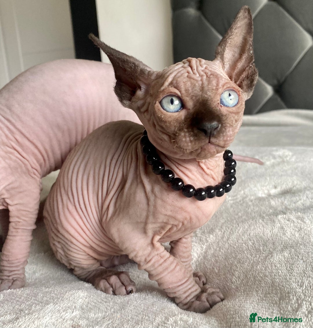 Sphynx cats for sale: Canadian sphinx kittens blue eyes girls  - Image 26