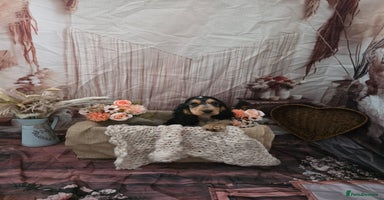 Cocker Spaniel dogs - Advert 14