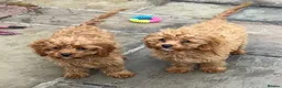 Cavapoo dogs for sale: Two lovely Cavapoo boys - Advert 1