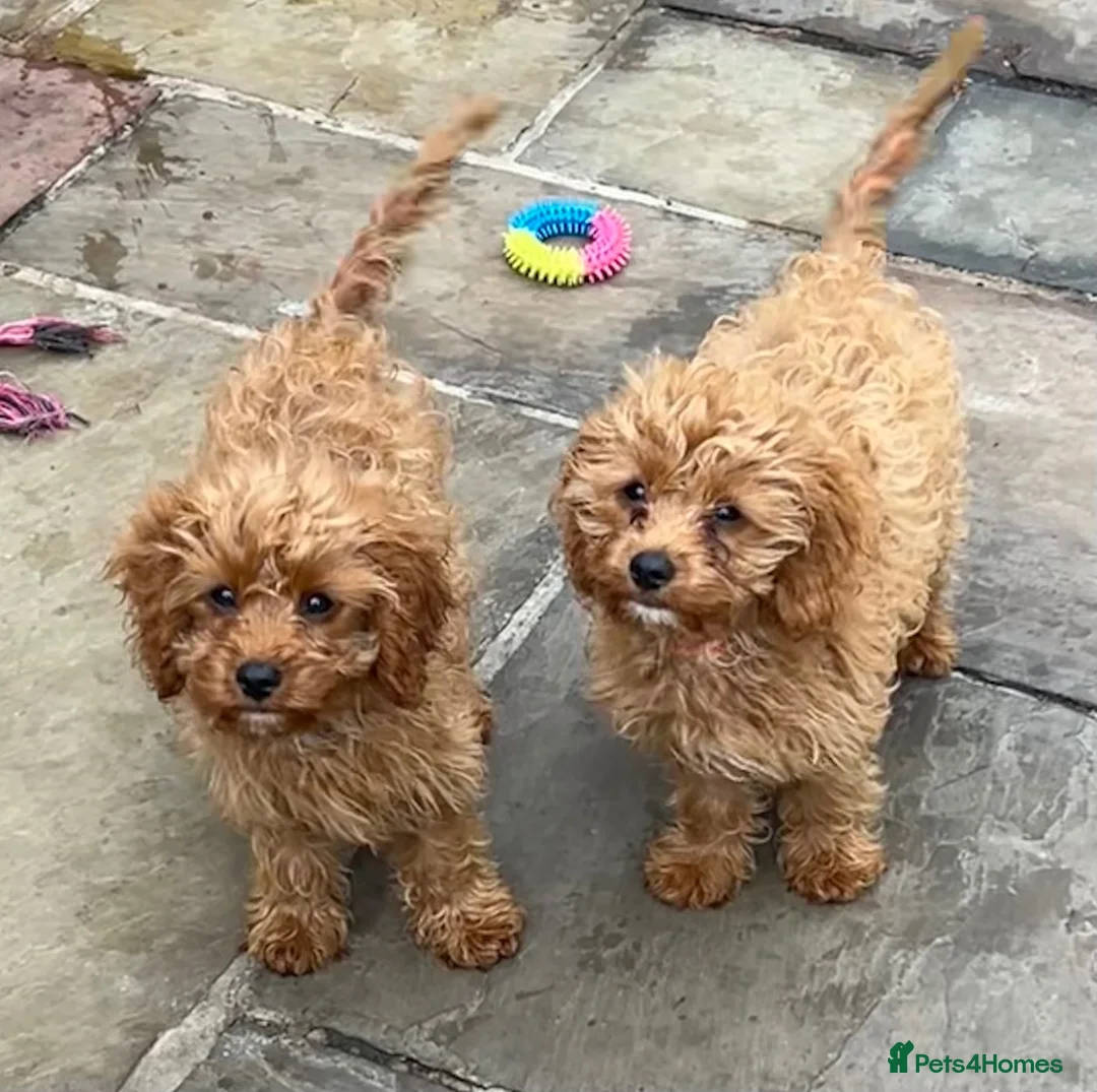 Cavapoo dogs for sale: Two lovely Cavapoo boys - Advert 1