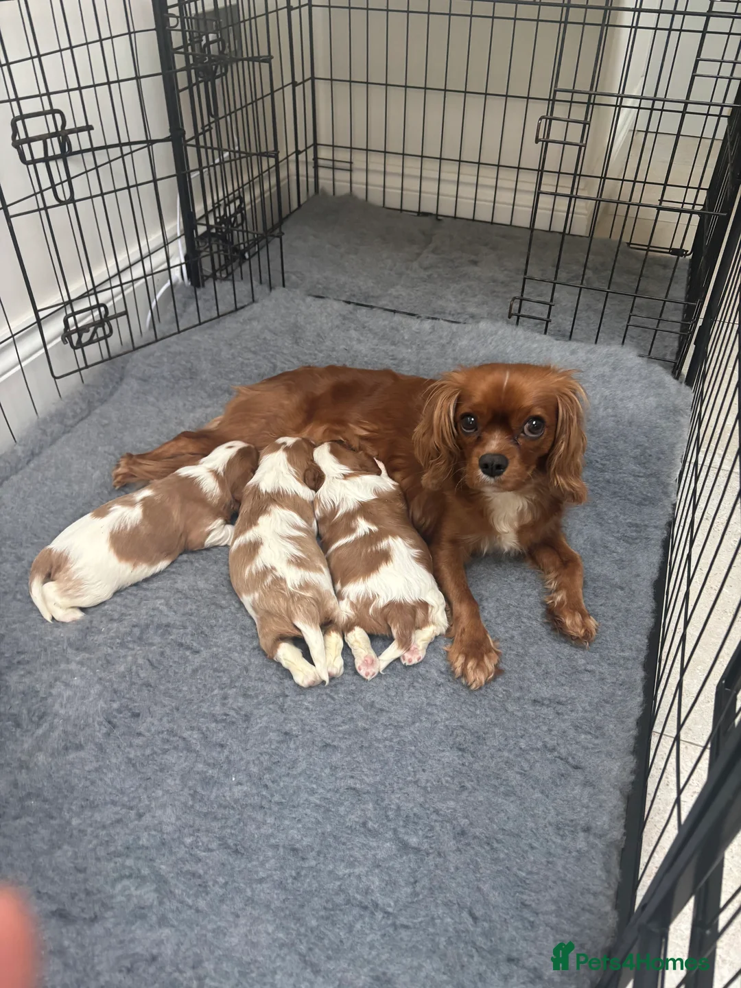 Cavalier King Charles Spaniel dogs for sale: DNA  health tested cavalier King Charles spaniel  - Advert 2