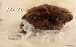 Shih Tzu dogs for sale: 4 Adorable Shih Tzu pups  - Image 8