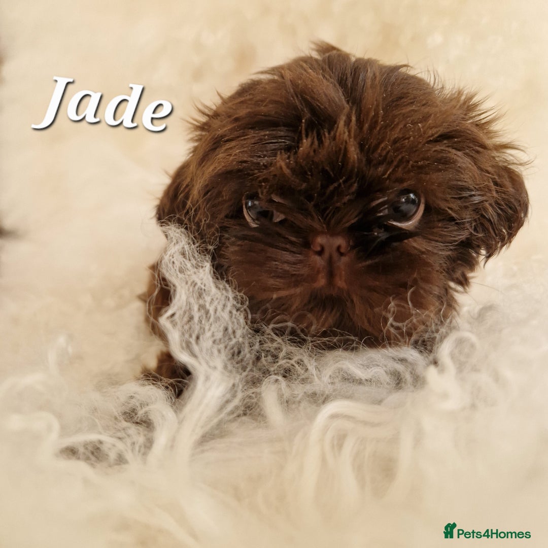Shih Tzu dogs for sale: 4 Adorable Shih Tzu pups  - Image 8