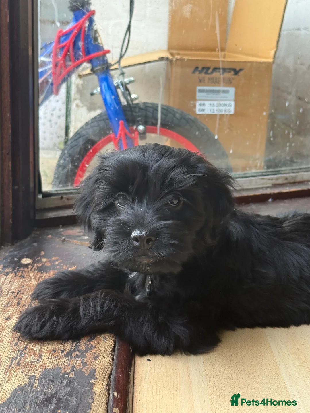 Cockapoo dogs for sale: Cockapoo puppy - Advert 2