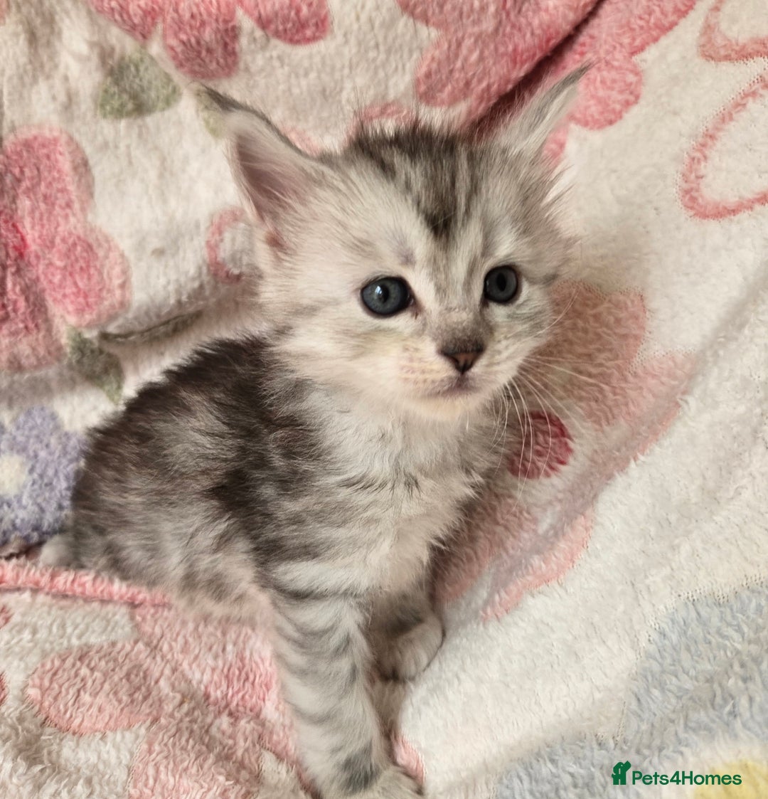 Maine Coon cats for sale: Beautiful playful Maine Coon kittens  - Image 32
