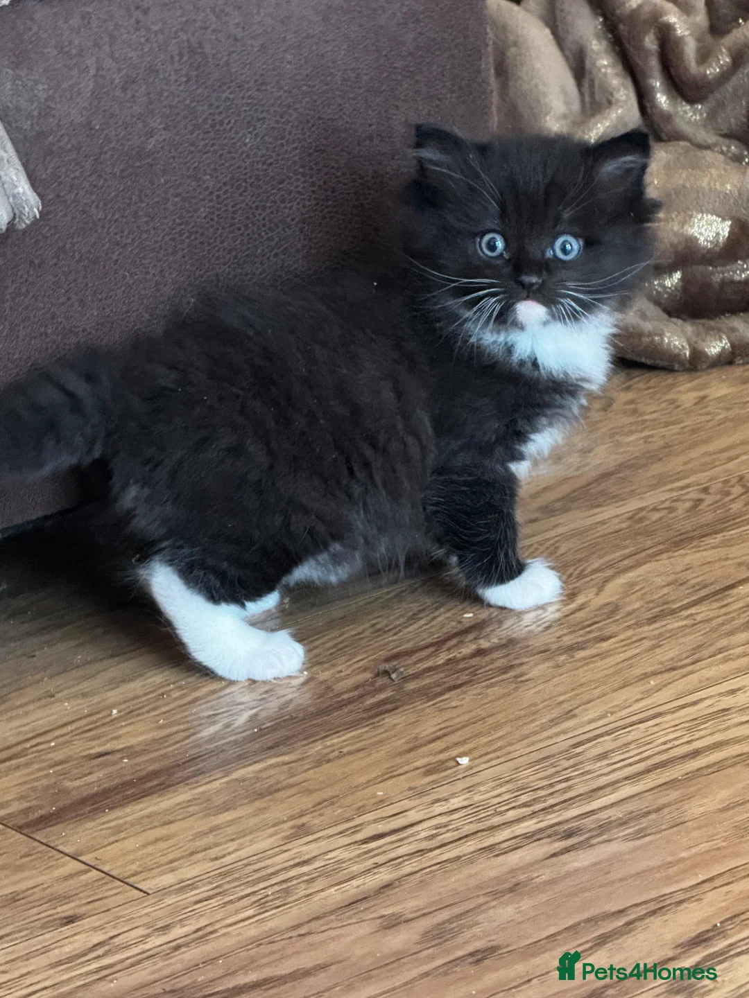 Ragdoll cats for sale: 3/4 ragdoll kitten - Advert 1