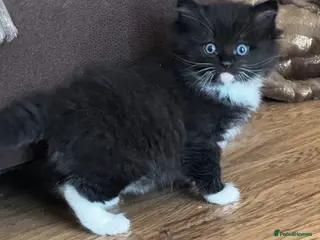 Ragdoll cats 3/4 ragdoll kitten - Advert 2