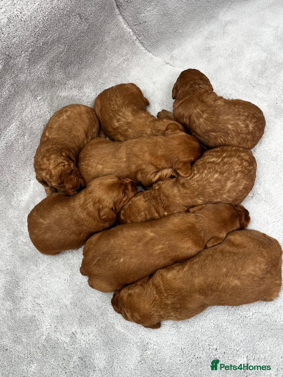 Labradoodle dogs for sale: Miniature Fox Red Labradoodles  - Image 14