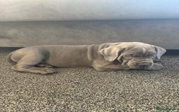 Cane Corso dogs for sale: 2-Month-Old Cane Corso Puppy – Rehoming - Advert 1