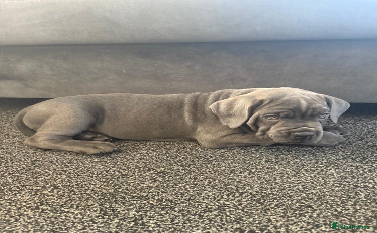 Cane Corso dogs 2-Month-Old Cane Corso Puppy – Rehoming - Advert 1