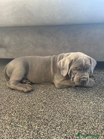 Cane Corso dogs 2-Month-Old Cane Corso Puppy – Rehoming - Advert 1