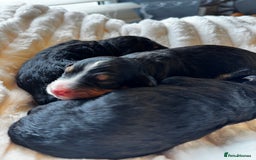 Bernedoodle dogs for sale: Health tested F1 tri bernedoodles last pup - Image 4