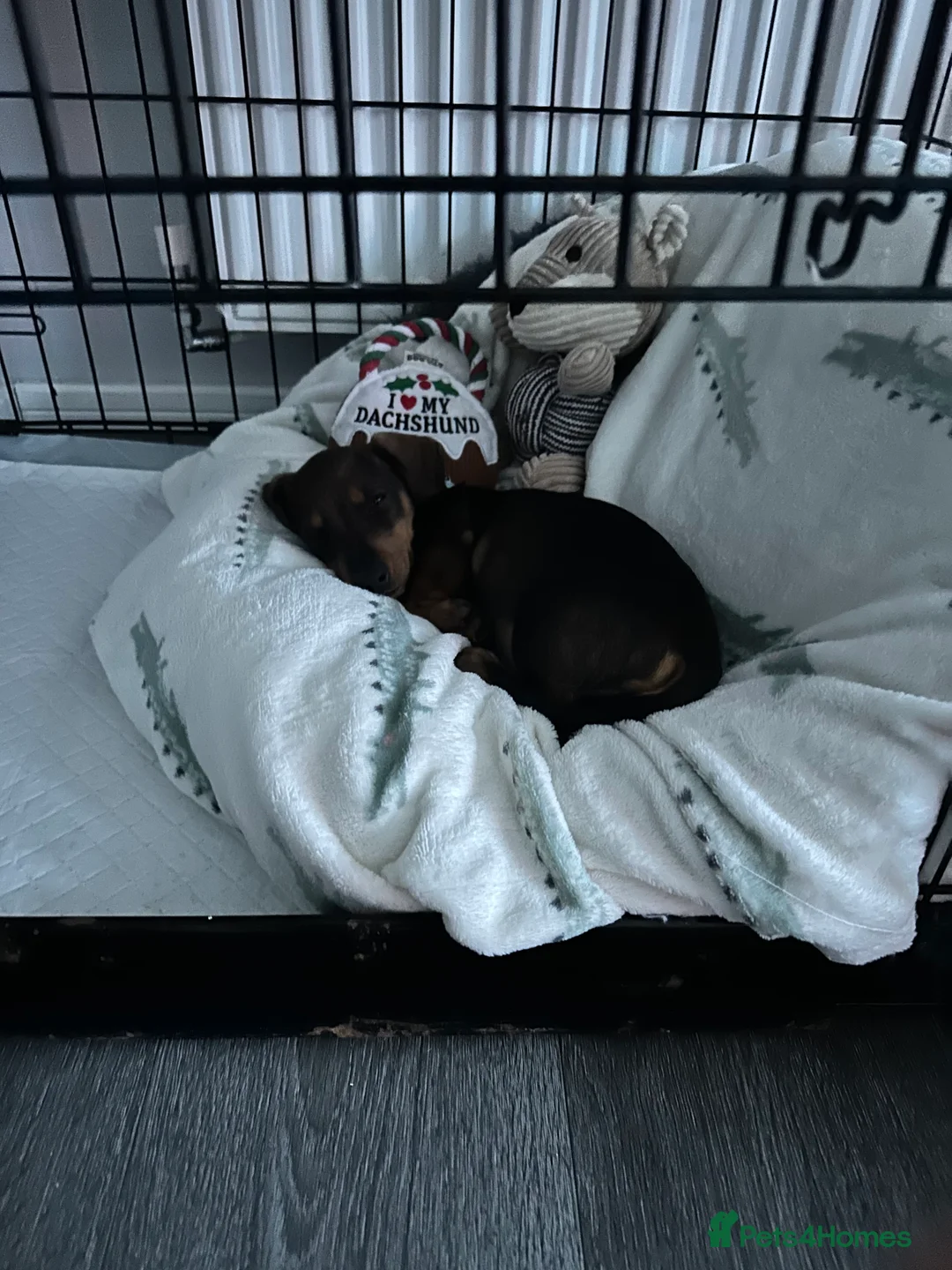 Miniature Dachshund dogs for sale: Miniature Dachshund Female. 6 Month’s Old.  - Advert 8