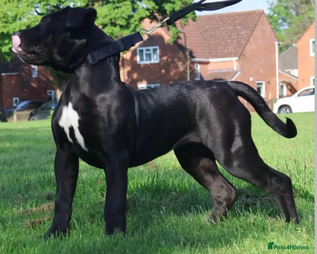 Boerboel dogs for stud: Imperial Health Tested & Champion Stud in Eastleigh - Advert 26