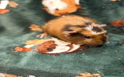 Guinea Pig rodents for sale: Young boars - Image 3