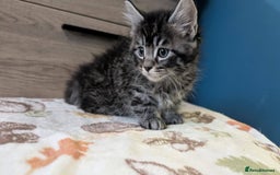 Maine Coon cats for sale: Maine Coon - Image 1