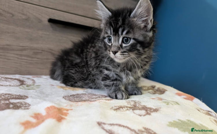 Maine Coon cats - Advert 15