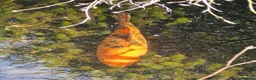 Koi Carp fish for sale: Koi carp (x3) for sale in Plymouth - Advert 4