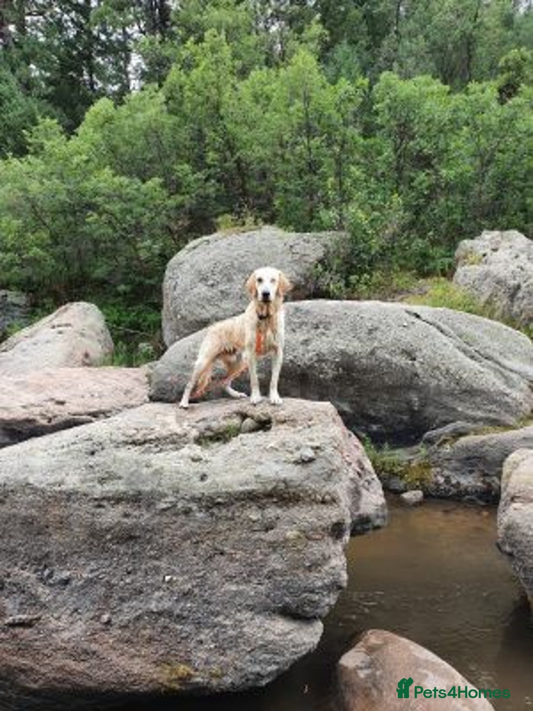 Golden Retriever dogs for sale: lovely golden retriever - Advert 2
