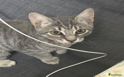Bengal cats for sale: Tabby/bengal kitten - Image 1