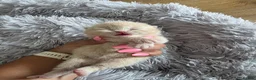 British Shorthair cats for sale: Exceptional quality British shorthair kittens  - Advert 9