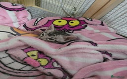 Bengal cats for sale: 3 exquisite Tica registered bengals  - Image 9