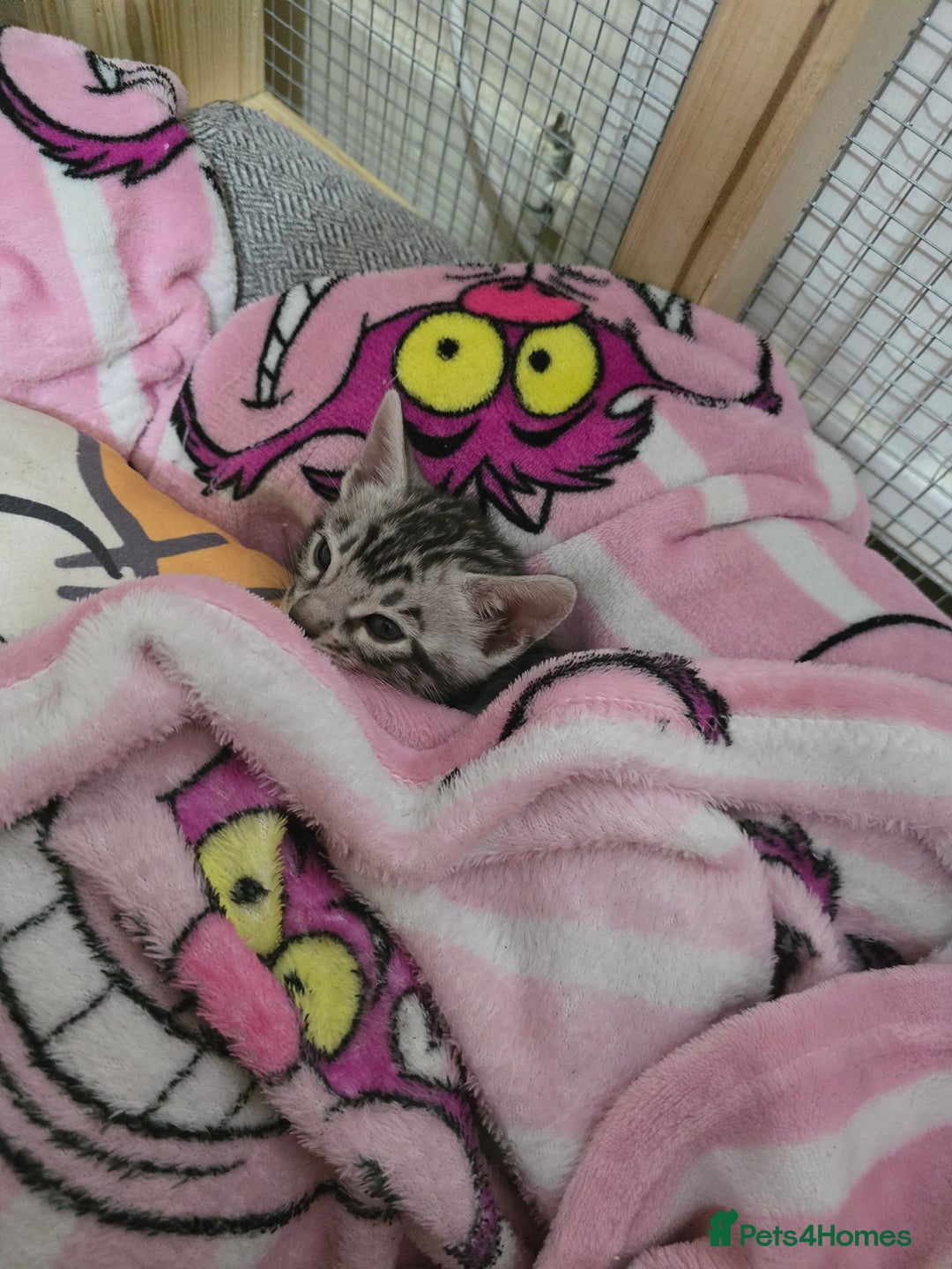 Bengal cats for sale: 3 exquisite Tica registered bengals  - Image 9