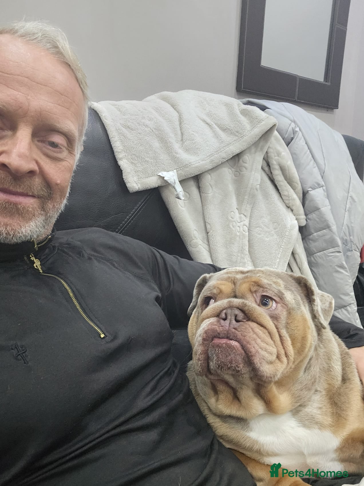 English Bulldog dogs Merle English Bulldog Bitch - Advert 1