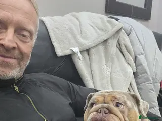 English Bulldog dogs Merle English Bulldog Bitch - Advert 1