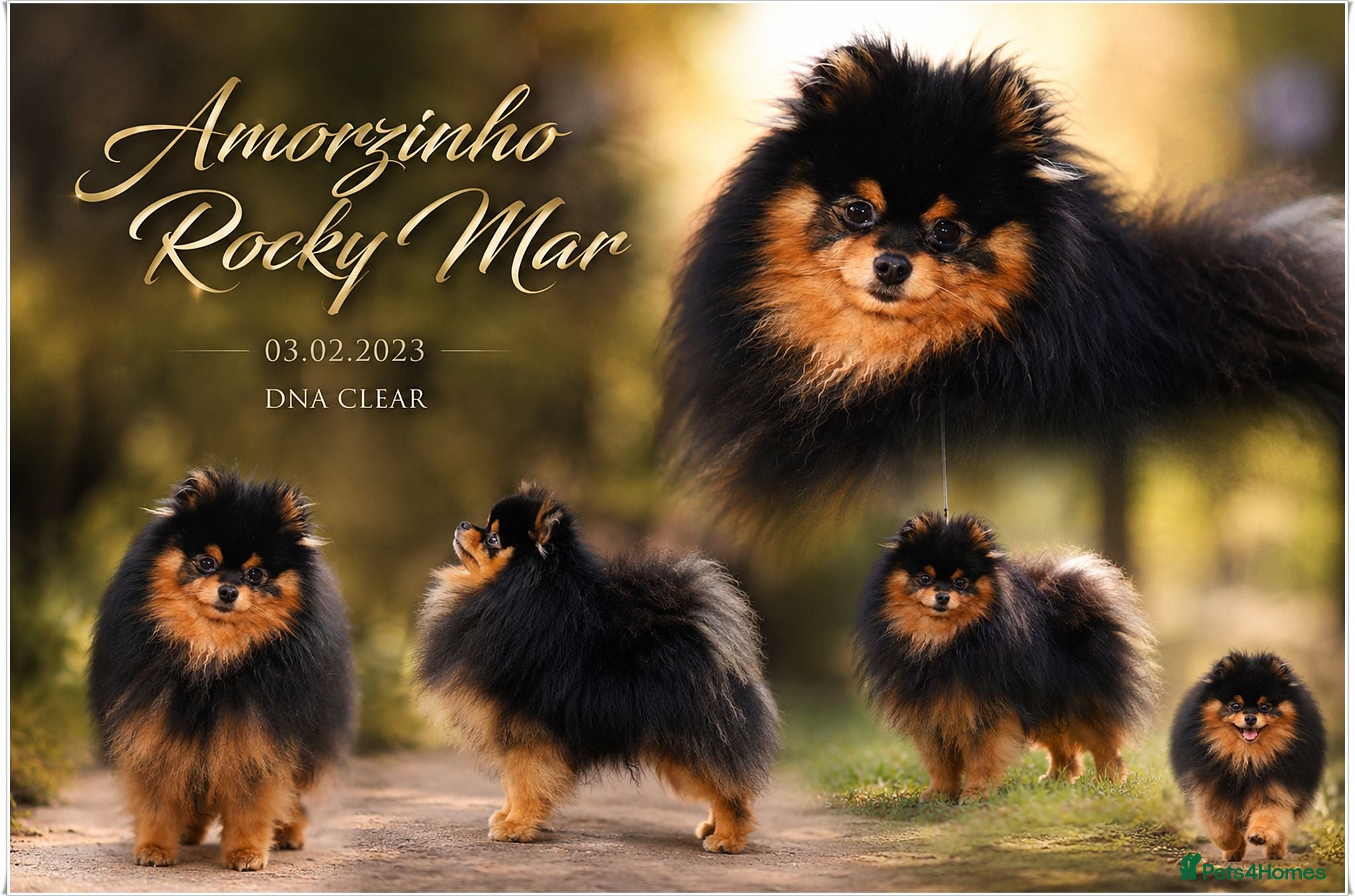 Pomeranian dogs MINIATURE POMERANIAN PUPPIES - Advert 2