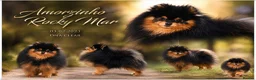 Pomeranian dogs for sale: MINIATURE POMERANIAN PUPPIES - Advert 1