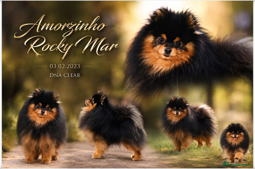 Pomeranian dogs for sale: MINIATURE POMERANIAN PUPPIES - Advert 1