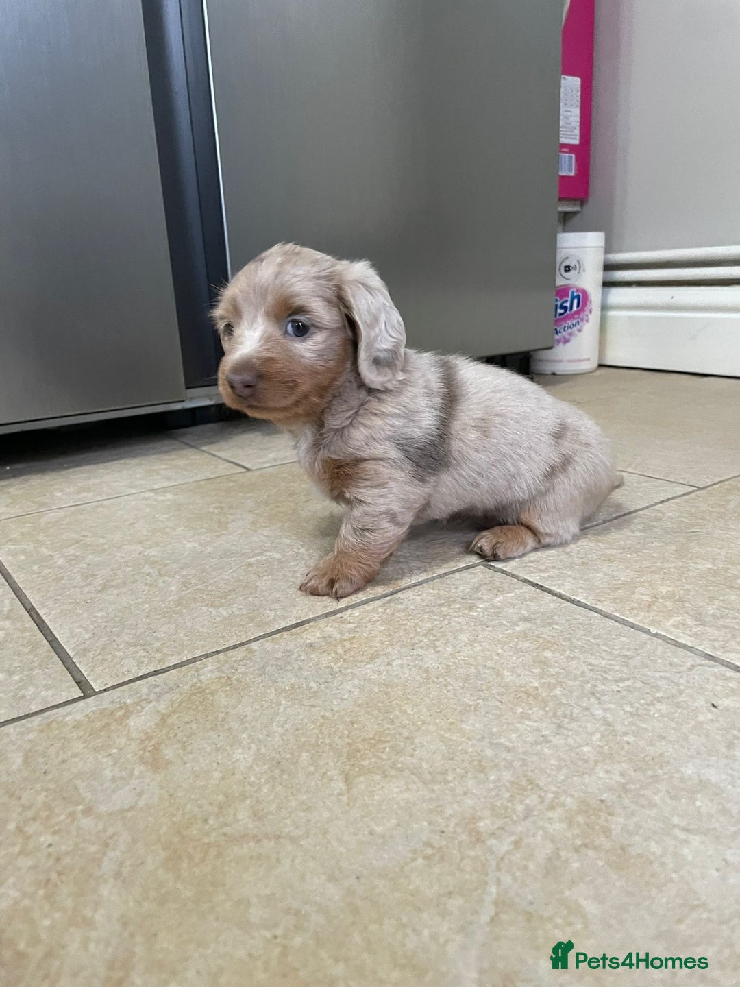 Miniature Dachshund dogs for sale: Long hair, Isabella and tan dapple / piebold  - Advert 8