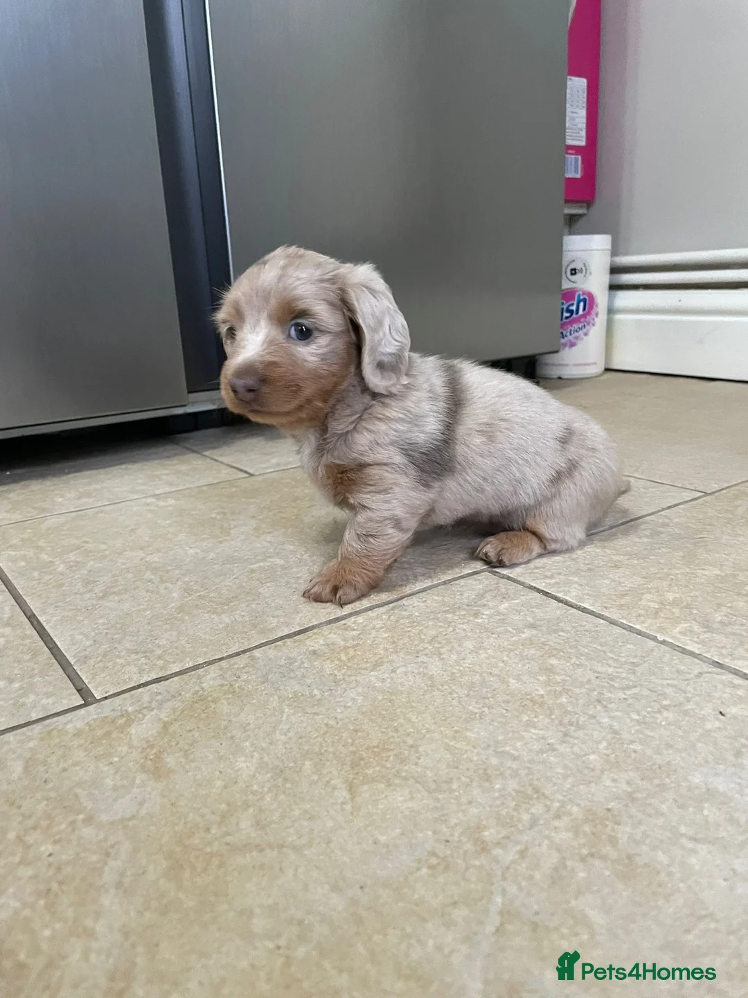 Miniature Dachshund dogs for sale: Isabella and tan piebald long hair   - Advert 12