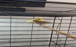 Canaries birds for sale: Irish fancy canary  - Image 11